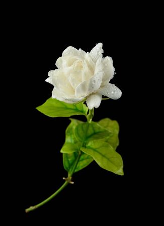 Jasmine Flower with drops of water on a black background の写真素材