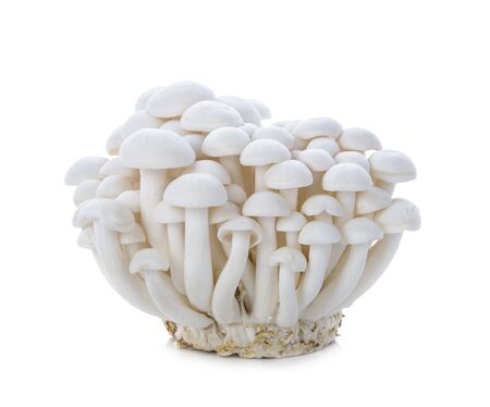 brown beech mushroom isolated on white background.の写真素材