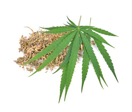 Cannabis leaf, marijuana leaf on white backgroundの写真素材
