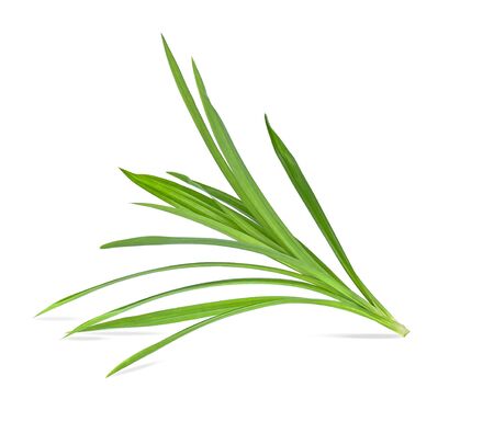  Fresh green pandan leaves isolated on white background.の写真素材
