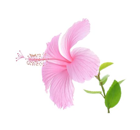 Pink hibiscus isolated on white backgroundの写真素材