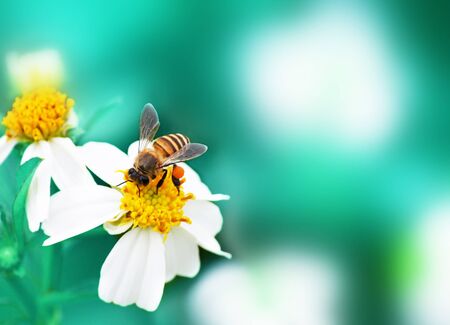 flower and Bee with soft blurred backgroundの写真素材