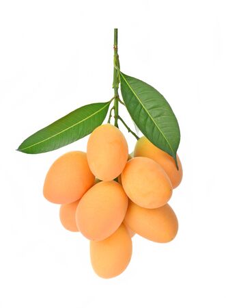 sweet Marian plum Thai fruit (mayongchid) on white backgroundの写真素材