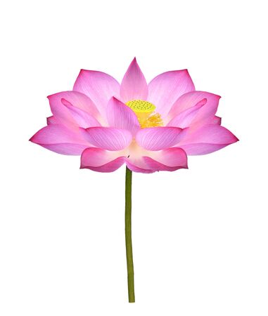 Lotus flower  on white background.の写真素材