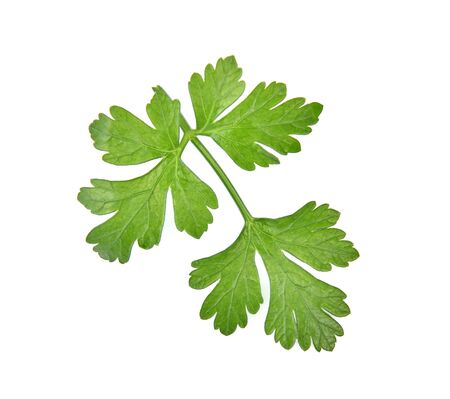 parsley  on white background.の写真素材