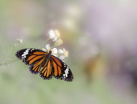 spring butterfly on a flower background.の写真素材