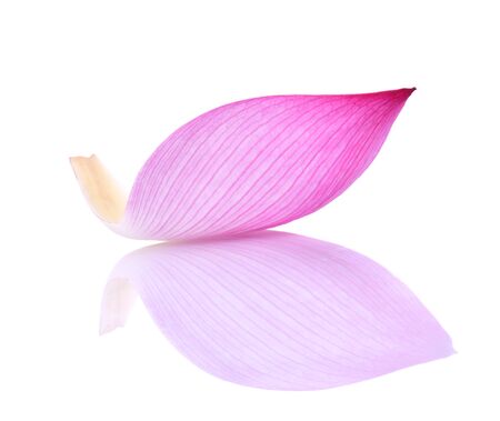 pink lotus petal isolated on white backgroundの写真素材