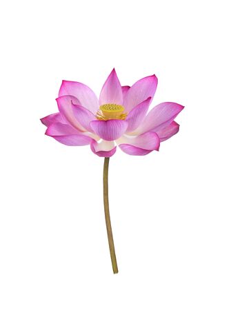 Lotus flower isolated on white background.の写真素材
