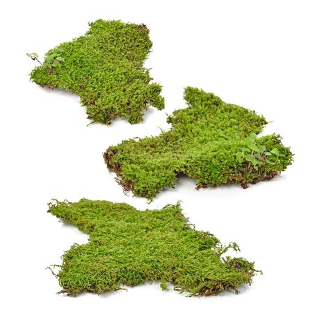 Green moss isolated on white backgroundの写真素材