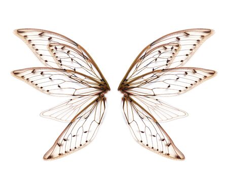 wings of Insect cicada on white bacgroundの写真素材