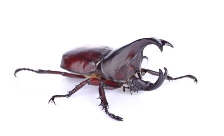 Dynastinae on a white backgroundの写真素材