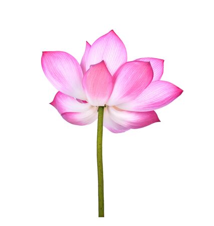 Lotus flower  on white background.の写真素材