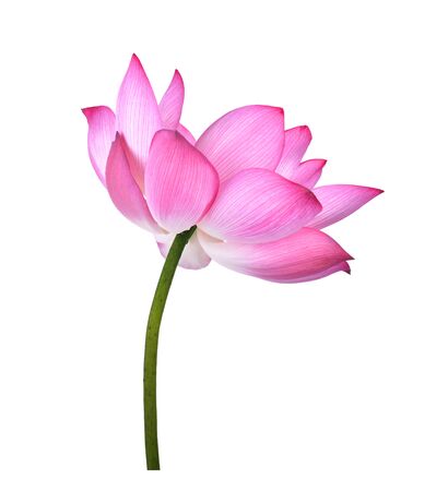 Lotus flower  on white background.の写真素材
