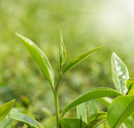 Tea leaves at a plantation in the beams of sunlight brackgroundの写真素材