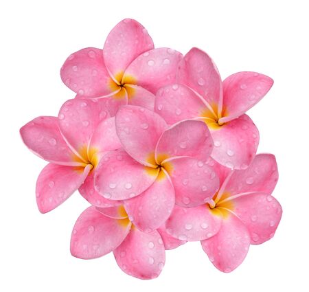 frangipani flower with drops of water isolated on white background.の写真素材