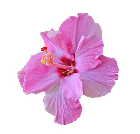  hibiscus isolated on white backgroundの写真素材