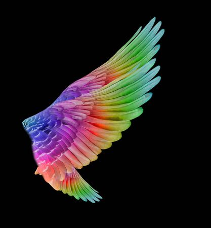 colorful bird wings set isolated  on black backgroundの写真素材
