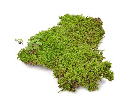 Green moss on white backgroundの写真素材