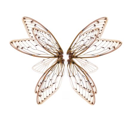 wings of Insect cicada on white bacgroundの写真素材