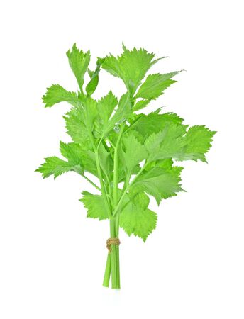 celery isolated on white backgroundの写真素材