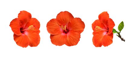 Set  hibiscus isolated on white backgroundの写真素材