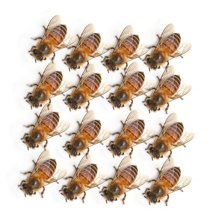 bee on white backgroundの写真素材
