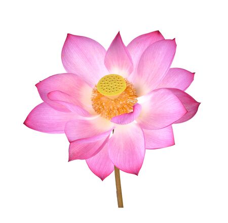 Lotus flower  on white background.の写真素材