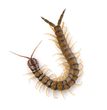 Centipedes, Chilopoda isolated on a white background.の写真素材