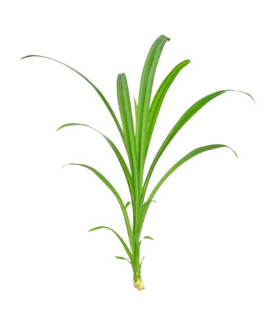 pandan isolated on white background.の写真素材