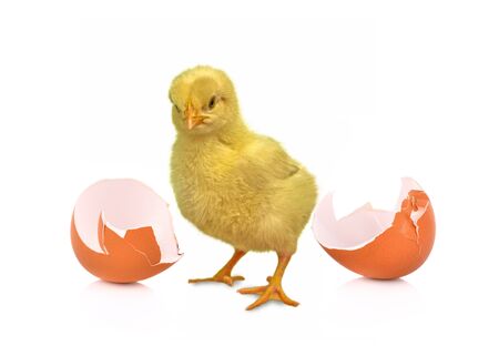 chick isolated on white backgroundの写真素材
