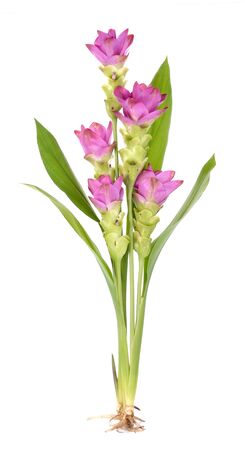 Siam tulip or Curcuma flower in Thailand on white backgroundの写真素材