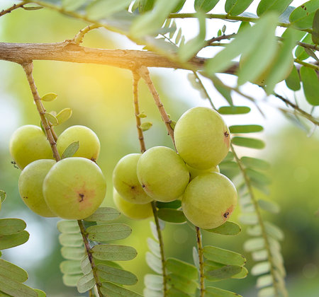 gooseberries