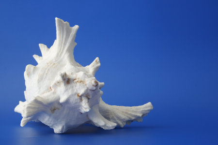 white exotic seashell on blue backgroundの写真素材