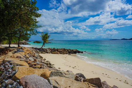 small palmの写真素材