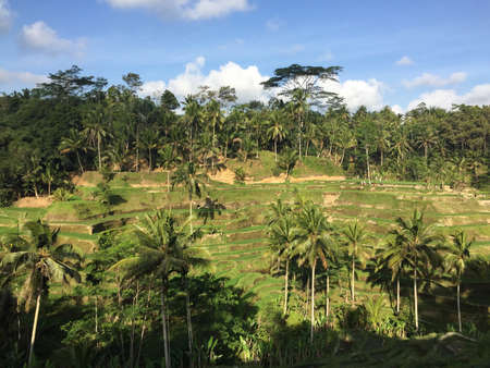 Rice teraceの素材