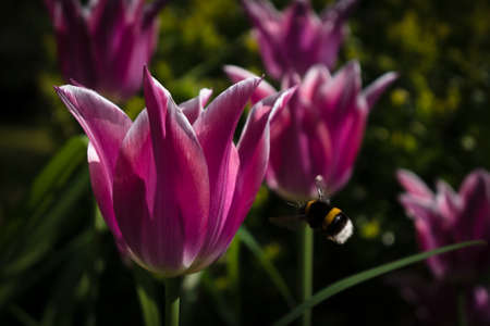 Flying Bee on a Tulipの写真素材