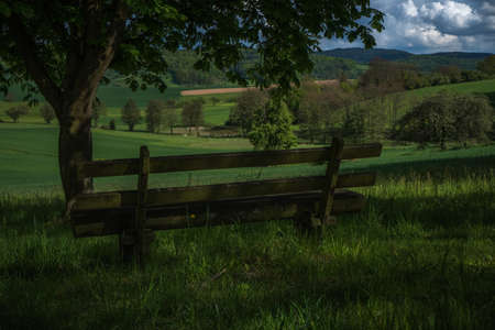 A bench under a beautiful tree.の写真素材