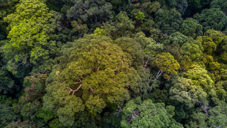 Aerial view of the forest trees and road from the top viewの写真素材