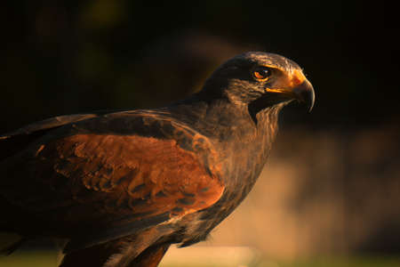 Closup of Falcon in the sunsetの写真素材