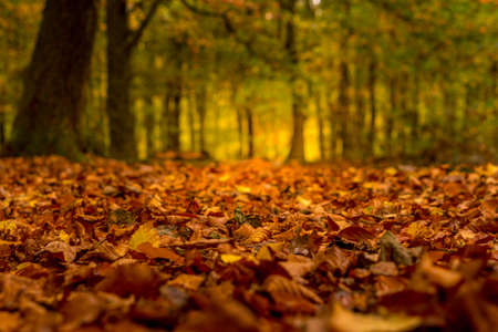 Landscape in autumn with big treesの写真素材
