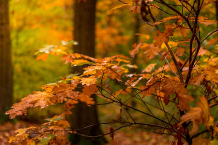 Landscape in autumn with big trees.の写真素材
