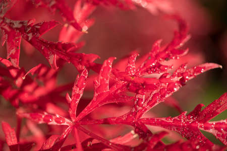 Water drops on the dry leave. Water drops, dry leaveの写真素材