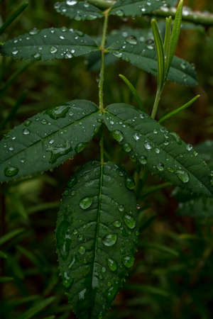 Dark green foliage of a healthy plant with raindrops.の写真素材