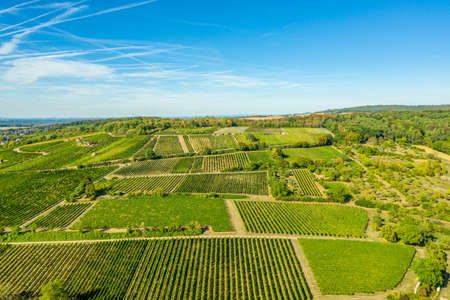 Aerial view of a green summer vineyardの写真素材