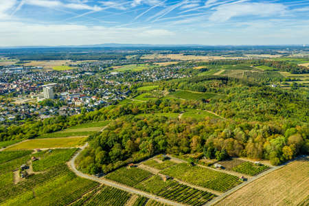 Aerial view of a green summer vineyardの写真素材