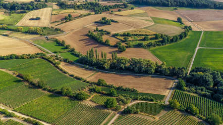 Aerial view of a green summer vineyard.の写真素材