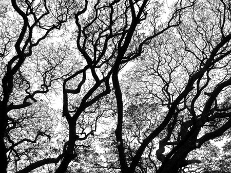 branches of the big trees isolated