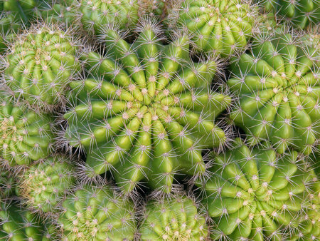 cactus cluster