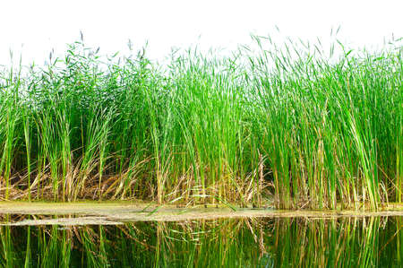 Grass by the river の写真素材
