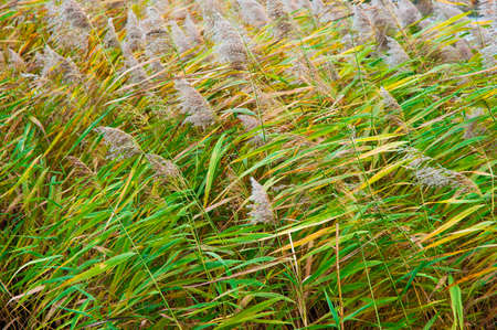 autumn grassの写真素材